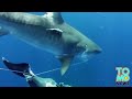 VIDEO: Mga pating, pinagpipiyestahan ang balyena sa ilalim ng dagat!