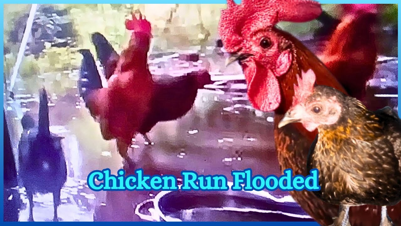 Bantam Chickens Flooded By Hurricane YouTube