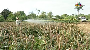 Người trồng hoa xã Láng Lớn, huyện Châu Đức được mùa hoa Tết | BRTgo