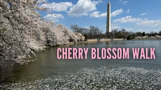 Walking around the 2024 Cherry Blossoms in Washington D.C.