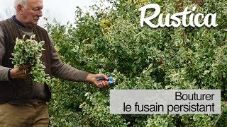 Etape et méthode pour bouturer le fusain persistant