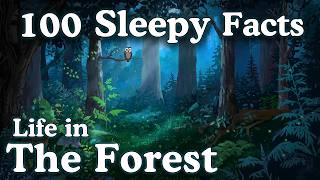 The Most Relaxing Facts About Life in The Forest to Fall Asleep To screenshot 1