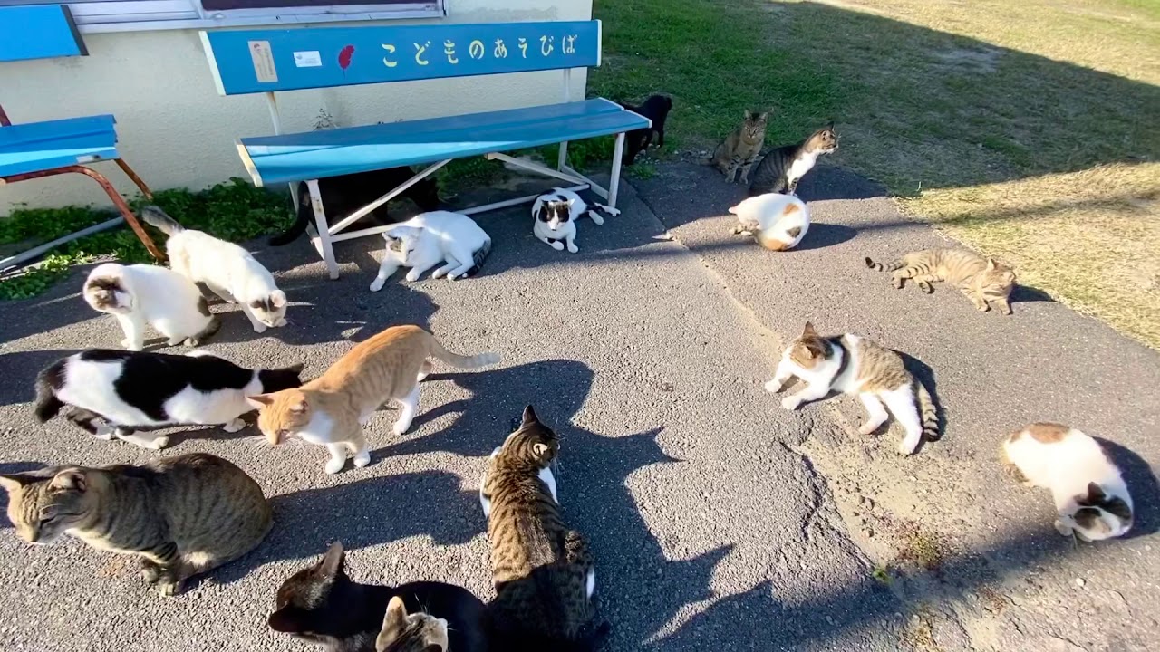 21年1月版 Twitterで話題になった猫ツイート18選 ねこナビ
