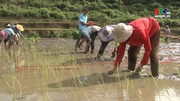 Đảm bảo cơ cấu giống và thời vụ gieo trồng vụ lúa Mùa và Hè Thu năm 2024