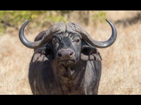 Дикая природа Буйвол хозяин Африки Документальный фильм о буйволах