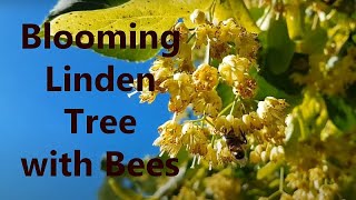 Blooming Linden Tree with Bees
