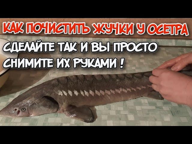 Таспамен байланған жалаңаш қыздар