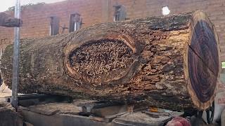 Shocking Trembesi Wood Cutting 🔥 Massive Slab Almost Falls Off The Machine!
