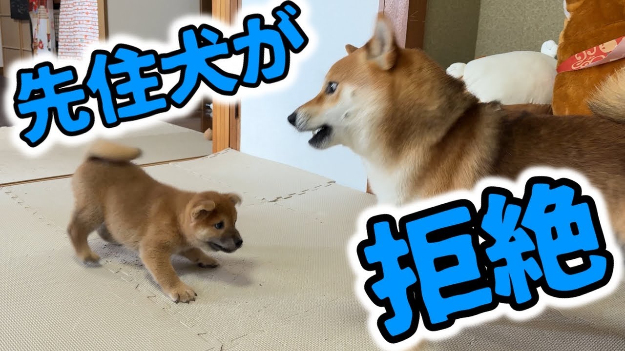 【お迎え続編】先住犬が子犬を拒絶…それでもめげずに誘い続けた子犬に心を開いた瞬間