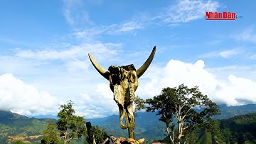 Con trâu trong đời sống văn hóa người La Chí