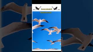 wow 😱😱 beautiful Animals #highlights #animals #saudiaarbia