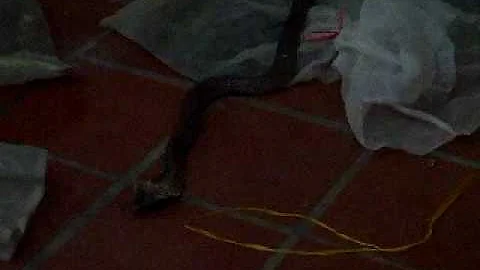 david hinck eat snake