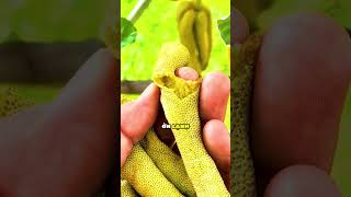 Kẹo Dẻo Mọc Trên Cây Bạn Có Dám Thử