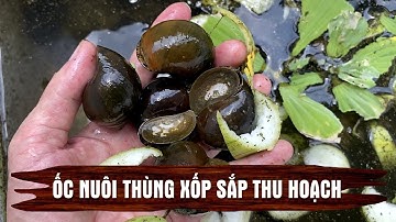Ốc nhồi nuôi thùng xốp chuẩn bị thu hoạch