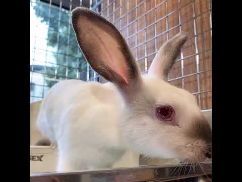 好奇心旺盛ヒマラヤンちゃん うさぎのしっぽ 柴又店 Youtube
