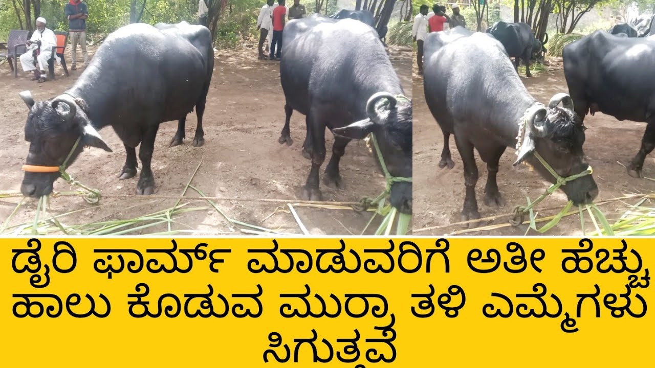 ಡೈರಿ ಫಾರ್ಮ್ ಮಾಡುವರಿಗೆ ಹರಿಯಾಣ ಮುರ್ರಾ ತಳಿ ಎಮ್ಮಗಳು ಸಿಗುತ್ತವೆ #dairyfarm #buffaloselling