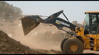Hyundai Wheel Loaders Revolutionizing Agriculture — Alexander Cattle & Farms