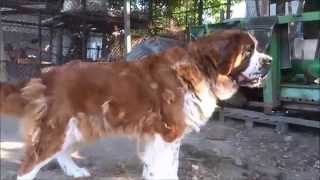 Very excited Saint Bernard