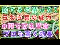 【 99％の家庭菜園が知らない 】玉ねぎの葉は「宝の山」でした。捨てていた過去を後悔するレベルの活用法。今すぐ畑の隅を確認してください！