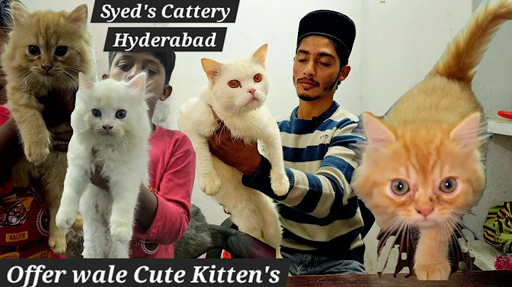 Video 10106031: persian kittens cattery, quality pure persian kitten, doll face persian cat, pet farms