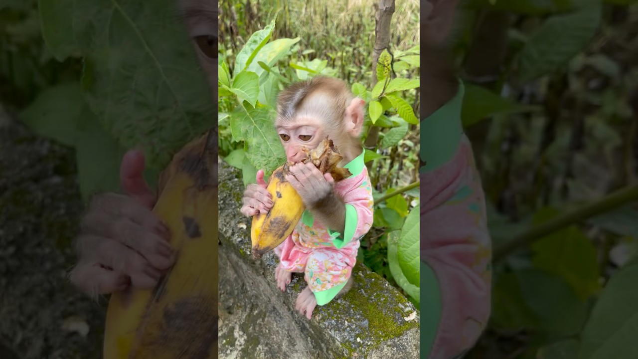 cherry monkey turned away to eat banana when he saw his dad,🍌😂