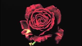 NAKTINĖS PERSONOS - SAULĖS KRAUJAS