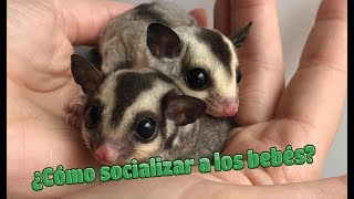 Como socializar a las crías de petauro - Sugar glider