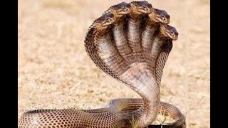 The Black Mamba Speed, Venom, and Survival||Black Mamba Africa's Speed Demon and Venomous Predator