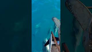 Dolphins Spotted Riding Bow of Boat in New Zealand's Cook Strait