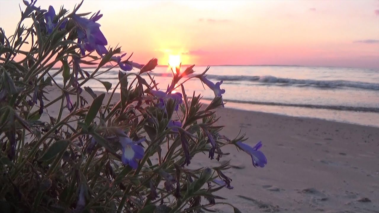 RELAX Flowers (Lobelia Erinus) & Sea RELAXING VIDEO