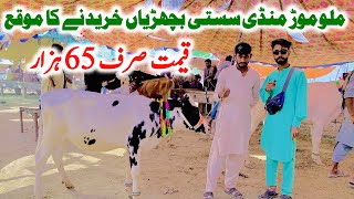 Malumor Mandi Latest Update | Sasti Wachian Kharidne Ka Mauqa | Cow Mandi 2023