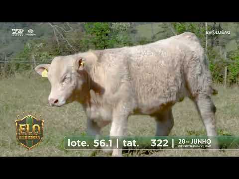Lote 56/1 | ELO de Raças 20/06/26 | Programa Leilões