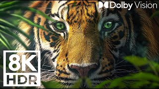 8K ULTRA HD Wildlife Collection - With vivid, colorful nature sounds - Sleep, Relax