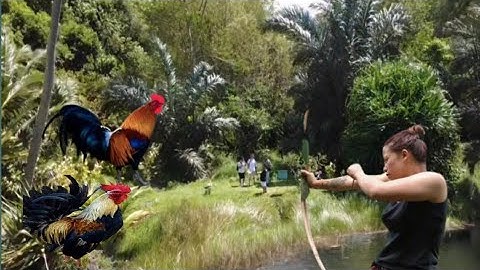 WILD CHICKEN CATCH AND COOK - HOW TO TRAP WILD ANIMALS FOR SURVIVAL SEYCHELLES 