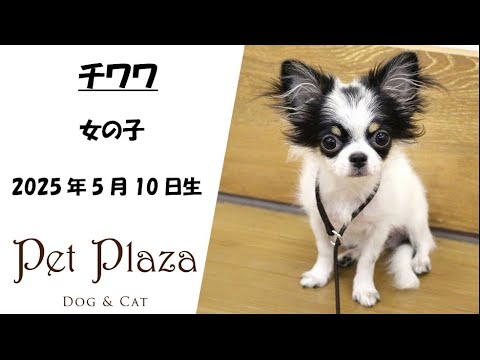 わんちゃんページ 動画でチェック】ふわふわわんちゃん(パペットしかけ絵本)／エマ