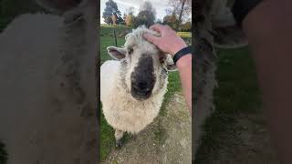 sheep nose boop