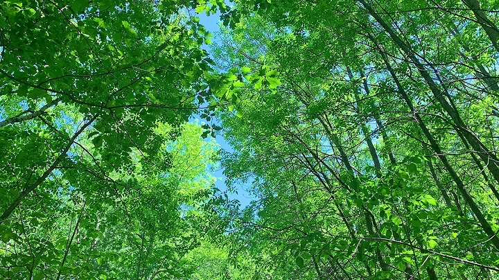 Nature Therapy   4K Forest Scenery & Sounds