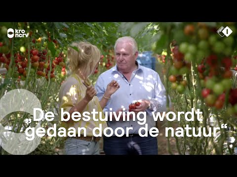 Video: Waarom Je Verse Tomaten Moet Eten