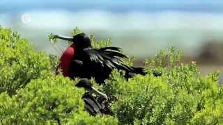 Birdlife And Angry Birds Save The Endangered Birds Of The Pacific