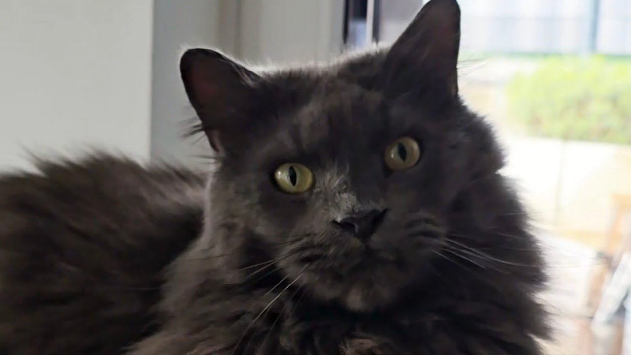 Apollos Geburtstagsspecial 