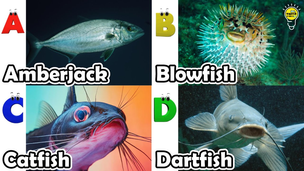 ABC phonics animals | ABC Sea Animals song | English and Animals for ...