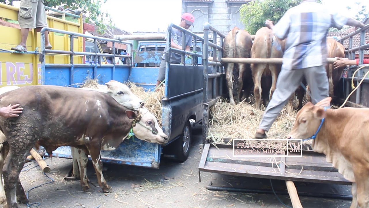 Macam Macam Gaya Sapi Naik Truk Di Pasar Sapi Sumberlawang Seragen Jawa