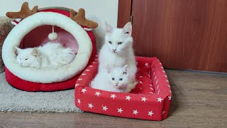 Bir Anne Kedi Ve Yavruları. Lisa Adlı Kedi, Yavrusu Dinoya Bakıyor.