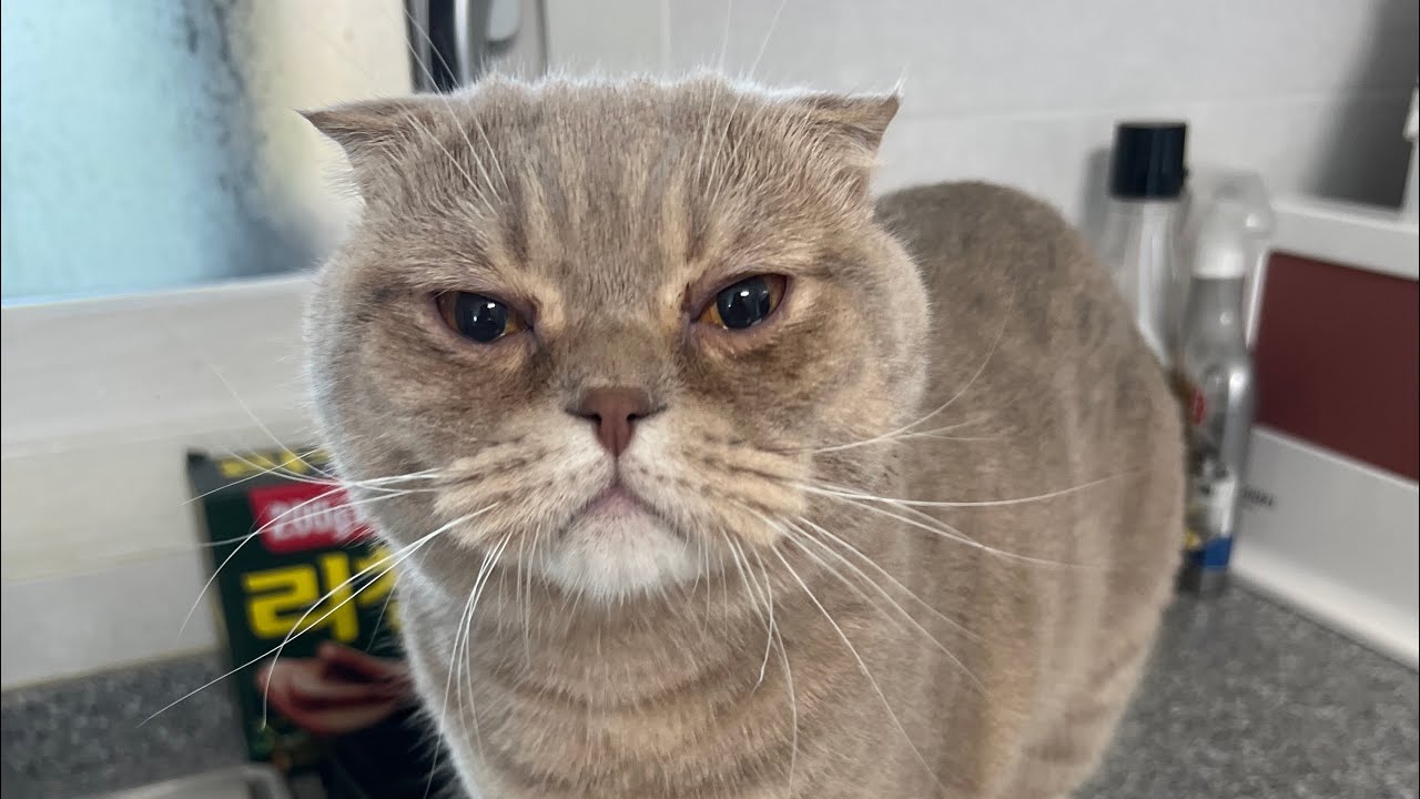 Best Cat Toy YouTube