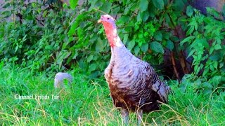 Private Life Of The Chikens And Turkeys Bird