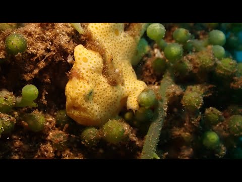 A  little bit of Bunaken 2025