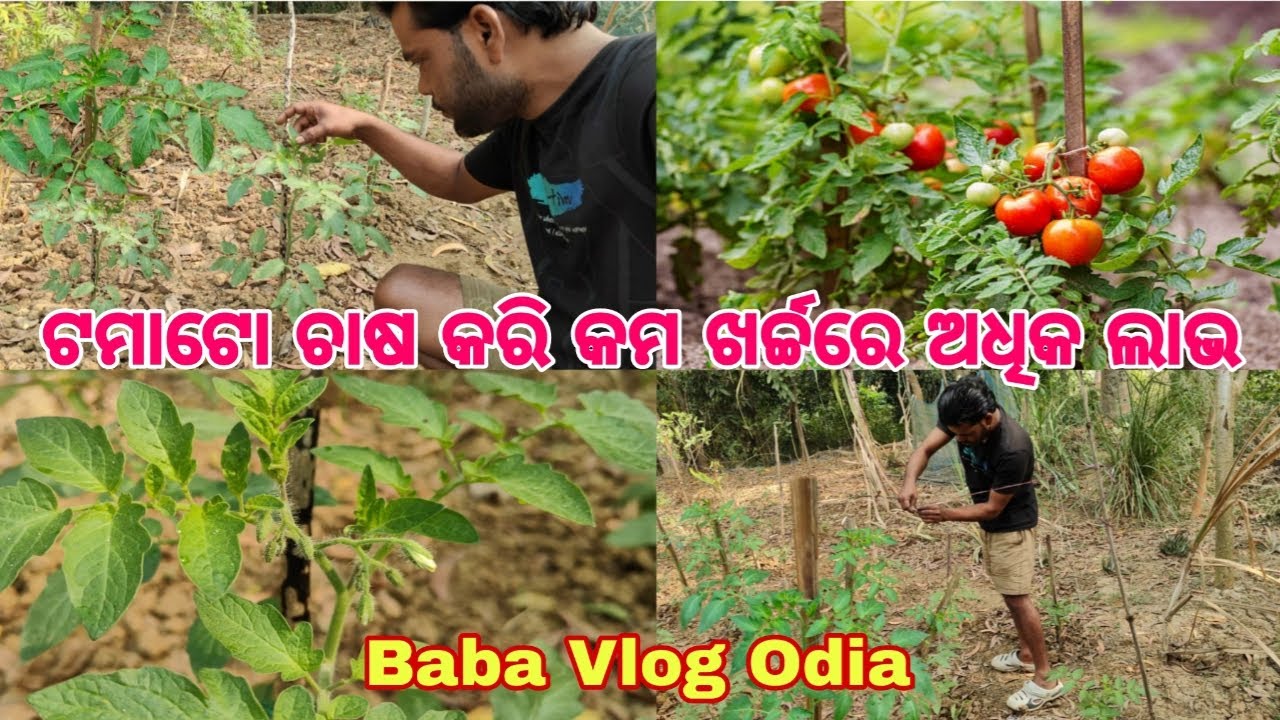 ଟମାଟୋ ଚାଷ କରି କମ ଖର୍ଚ୍ଚରେ ଅଧିକ ଲାଭ | Tomato Farming Complete Guide | Tomato farming