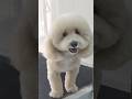 #maltipoo#maltipoos#maltipooshorts#doggroom#dogcute#dogloversdog#puppy#animals#hyderabadpets#pets