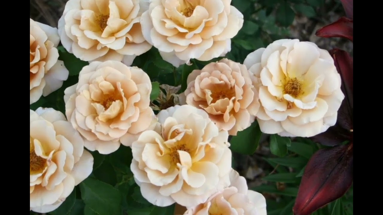 Мої квіти, вдалі поєднання троянди, лаванда #красивіфото#квіти#