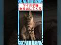 ワイの子猫、女を出してくる #shorts #2ch #猫 #猫の日